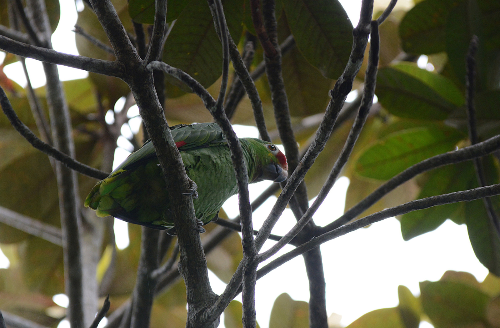 image Red-lored Parrot (Yellow-cheeked)